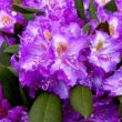 Rhododendron Pest megye, online kertészet